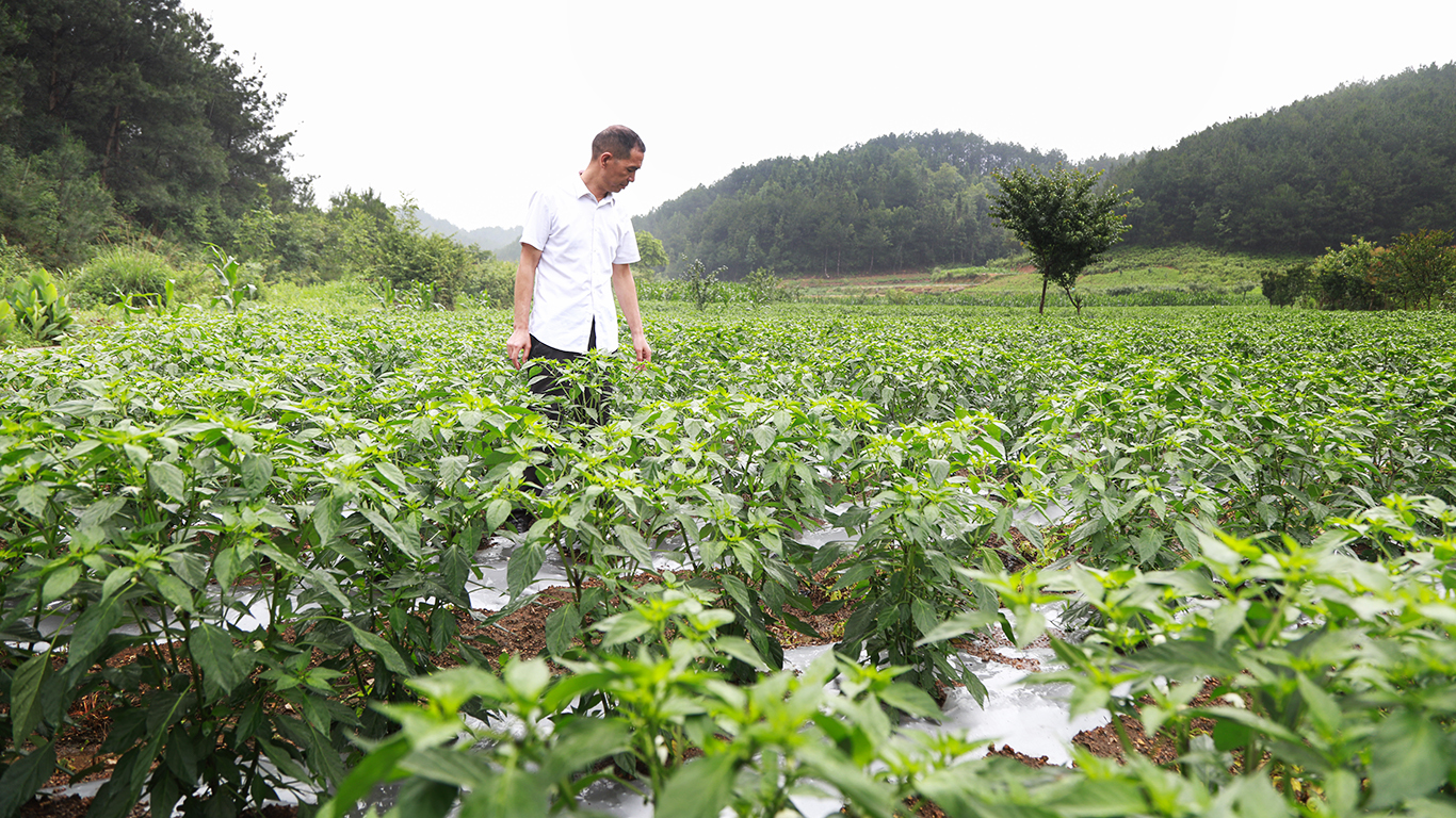 深山里的精灵“遵义原生态辣椒”