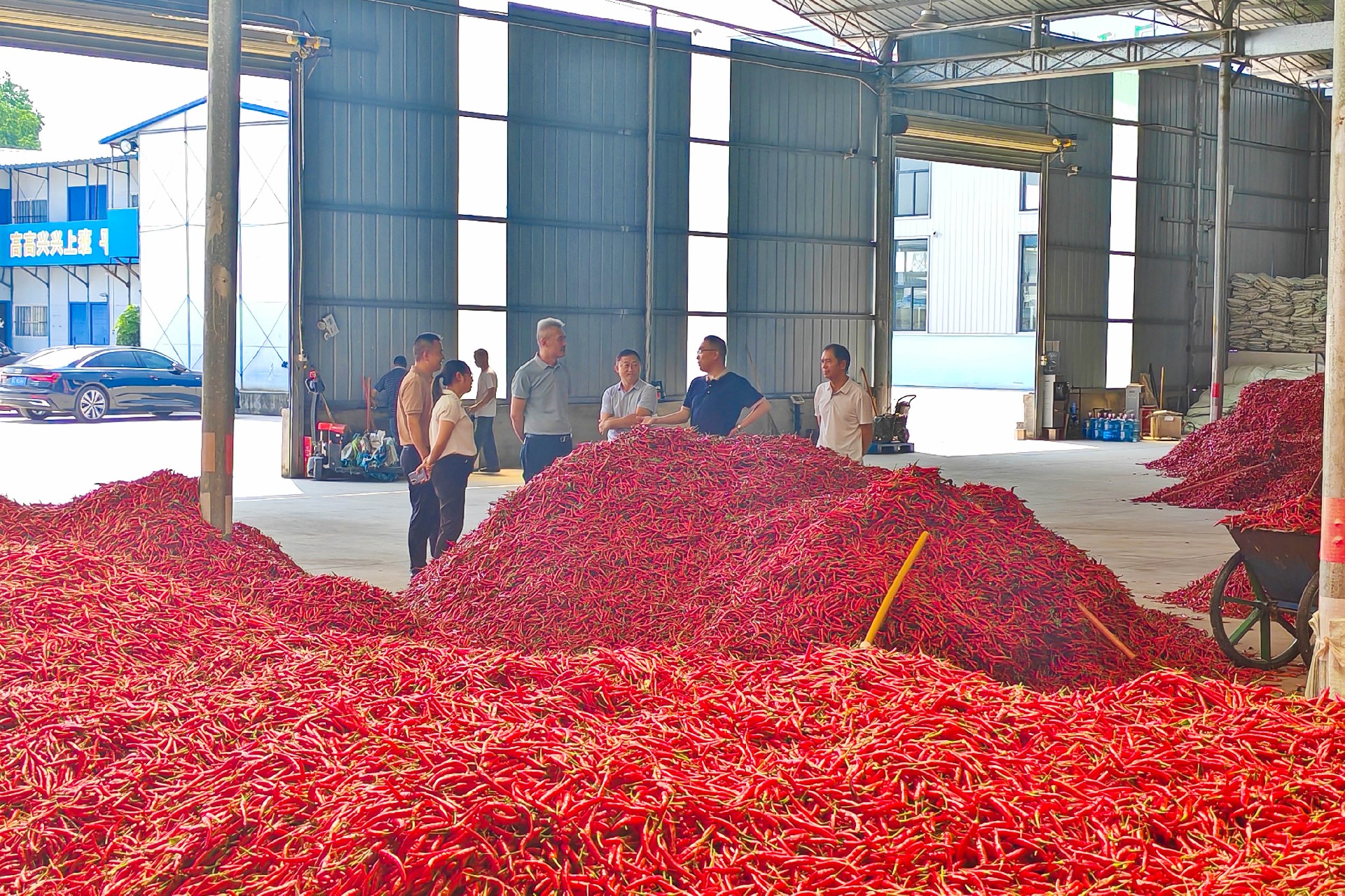 龙坪镇领导深入一线，为新一年的辣椒产业发展把脉定向